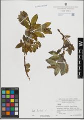 Foto von Salix hastata L.